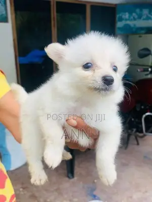 Lion Pomanariyan Puppies