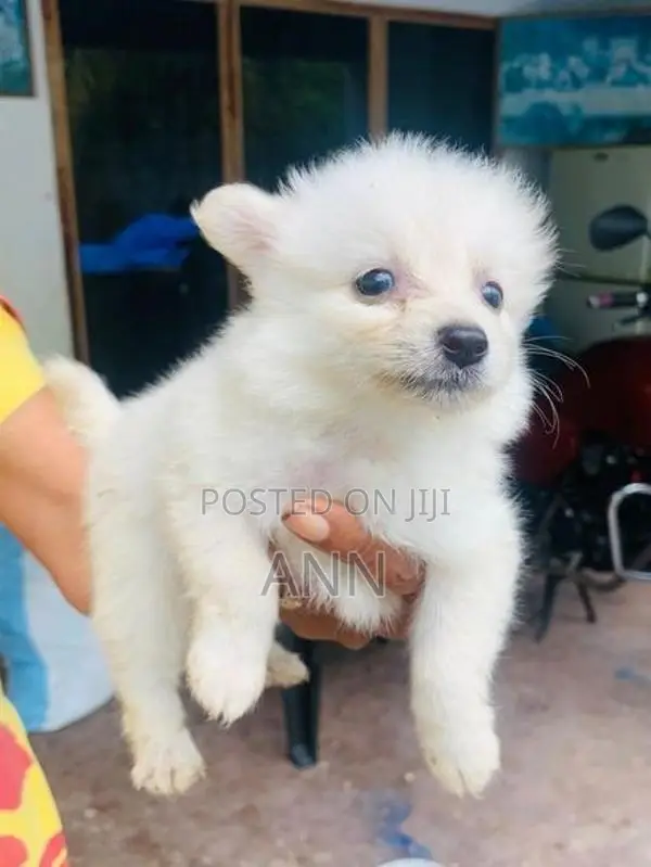 Lion Pomanariyan Puppies