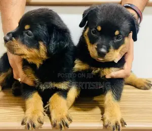 Rottweiler Puppies