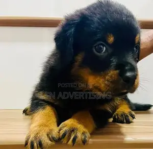 Rottweiler Puppies