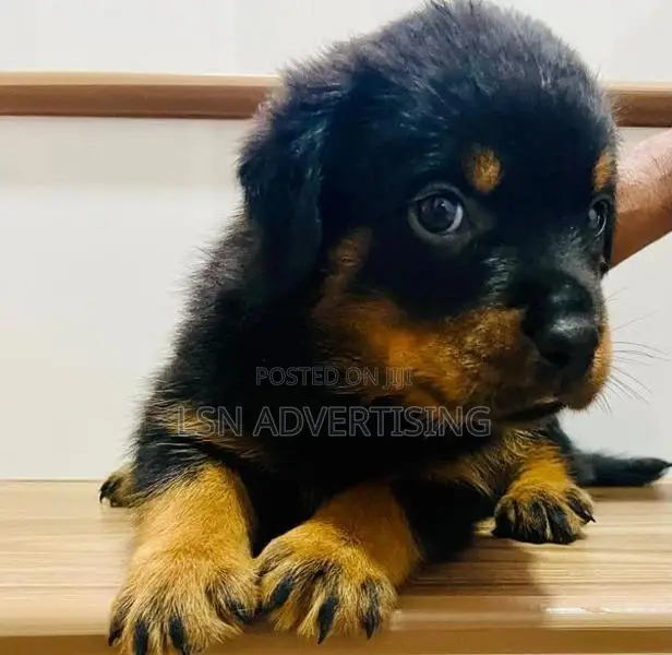 Rottweiler Puppies