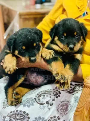 Rottweiler Puppies