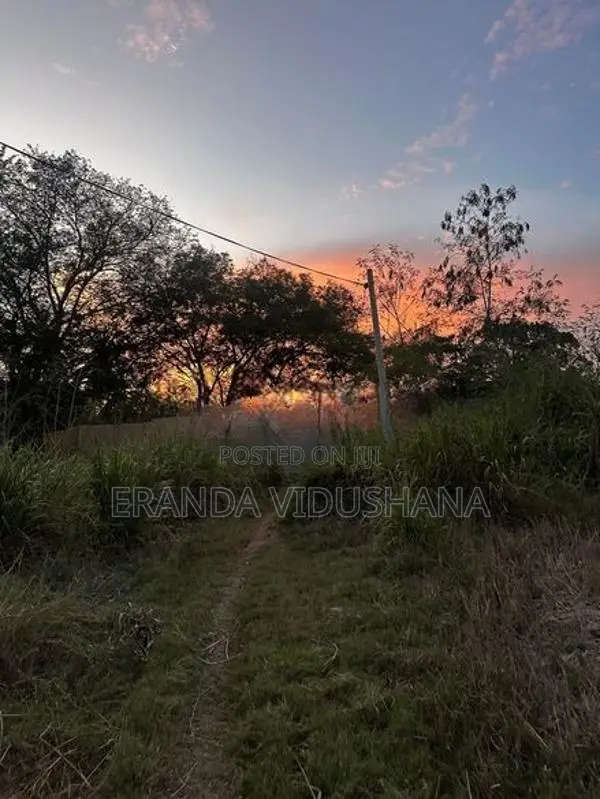 Land for Sale in Thanamalwila | තණමල්විලින් අගනා ඉඩමක් වහාම විකිණීමට