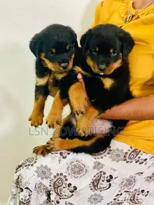 Rottweiler Puppies