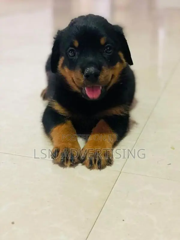 Rottweiler Puppies