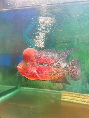 Flowerhorn Fish