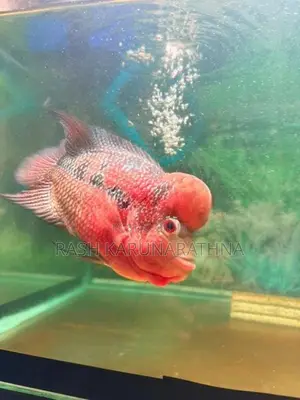 Flowerhorn Fish