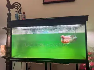 Flowerhorn Fish