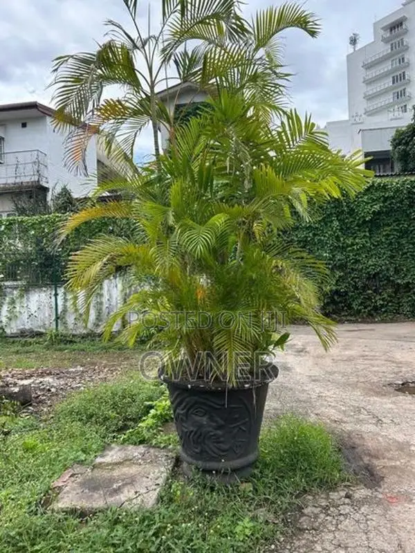 Palm Trees