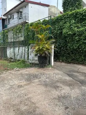 Palm Trees