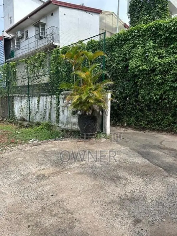 Palm Trees