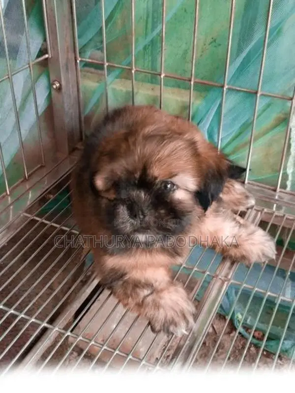 Quality Shih Tzu Female Puppy