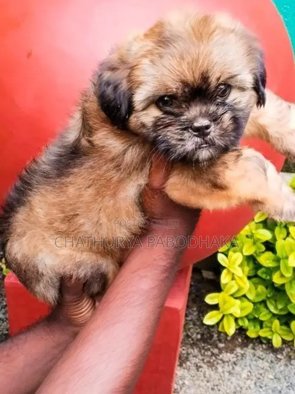 Quality Shih Tzu Female Puppy