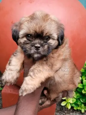 Quality Shih Tzu Female Puppy