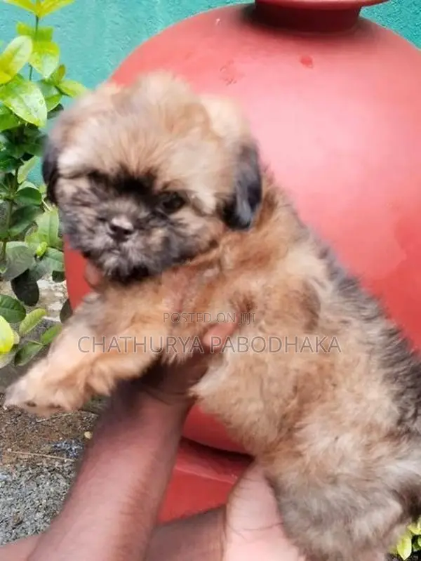 Quality Shih Tzu Female Puppy