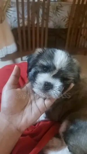 Shih Tzu Dog