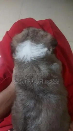 Shih Tzu Dog
