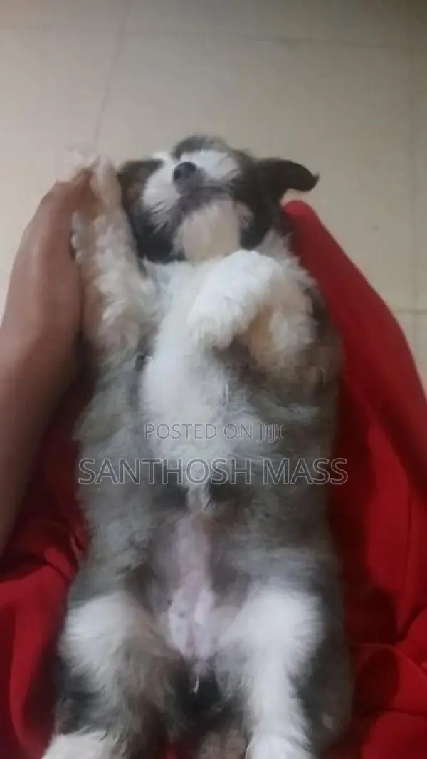 Shih Tzu Dog