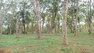 Land for Sale Ahangama Panchaliya