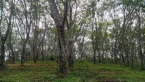 Land for Sale Ahangama Panchaliya