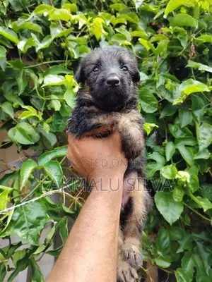 German Shepherd Puppies