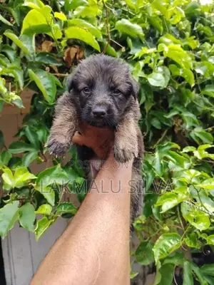 German Shepherd Puppies