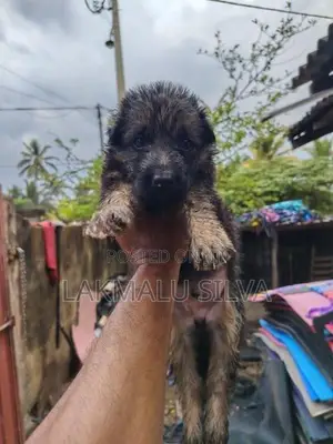 German Shepherd Puppies