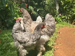 Brahma Rooster