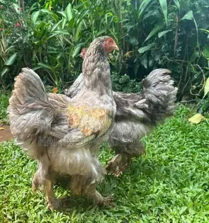 Brahma Rooster