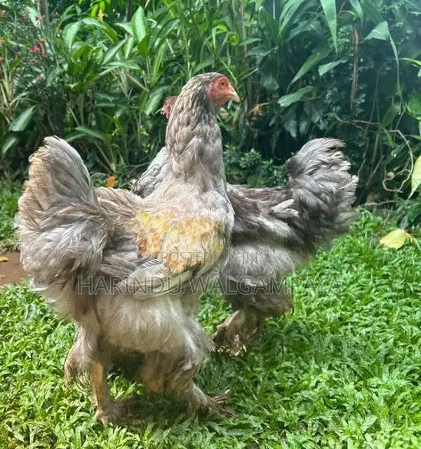 Brahma Rooster