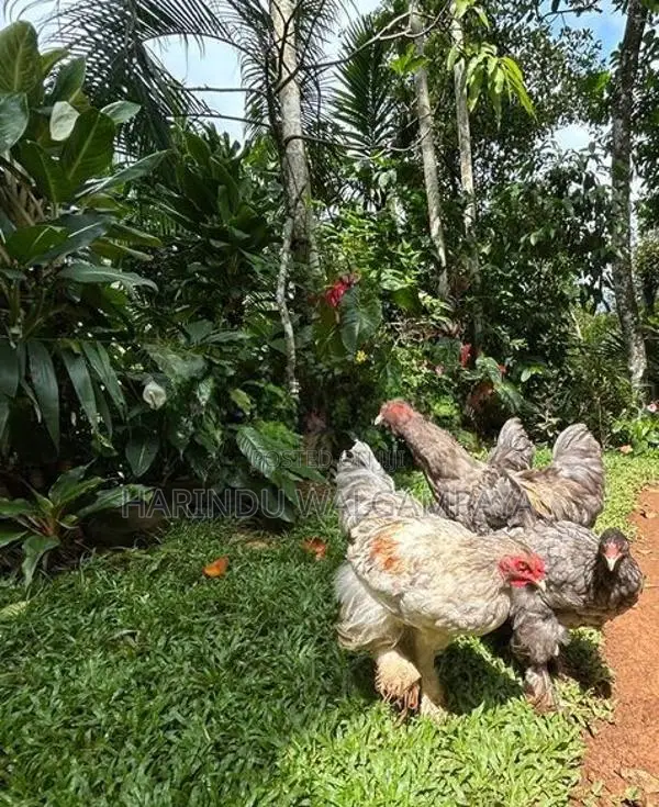 Brahma Rooster