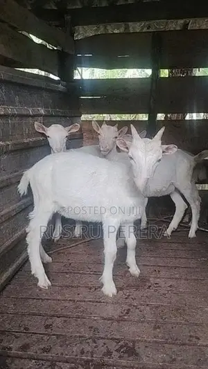 Sanhan Goat