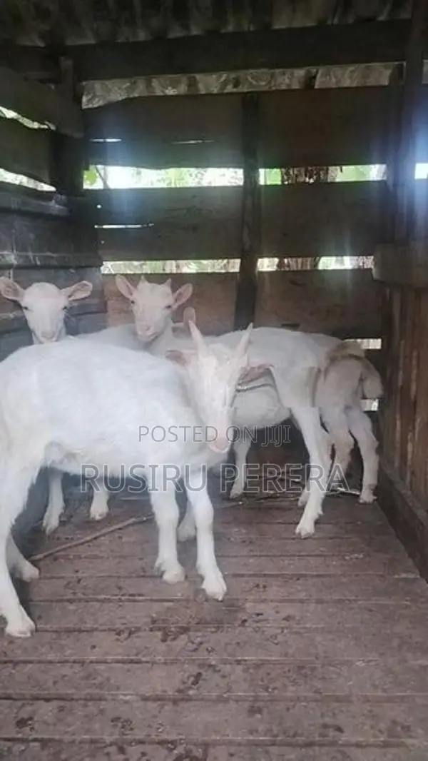 Sanhan Goat