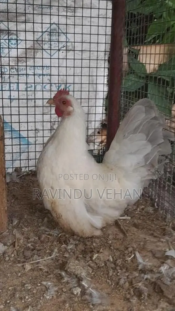 Japanese Bantam