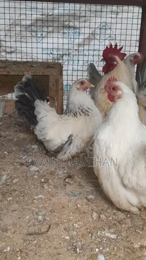 Japanese Bantam