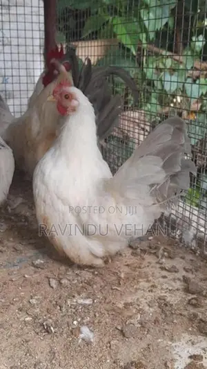 Japanese Bantam