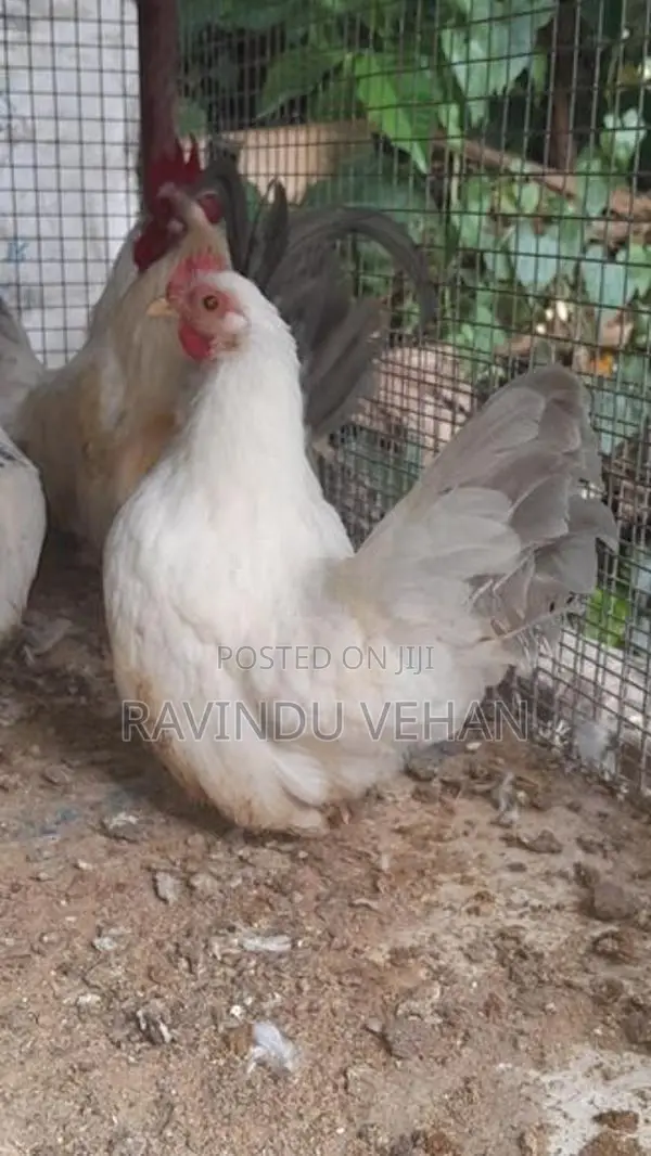 Japanese Bantam