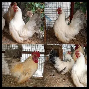 Japanese Bantam