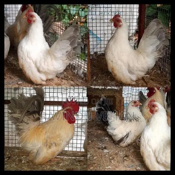 Japanese Bantam