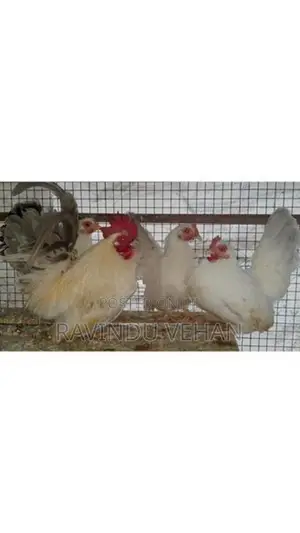 Japanese Bantam