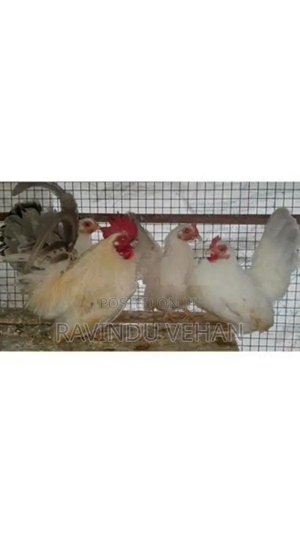 Japanese Bantam