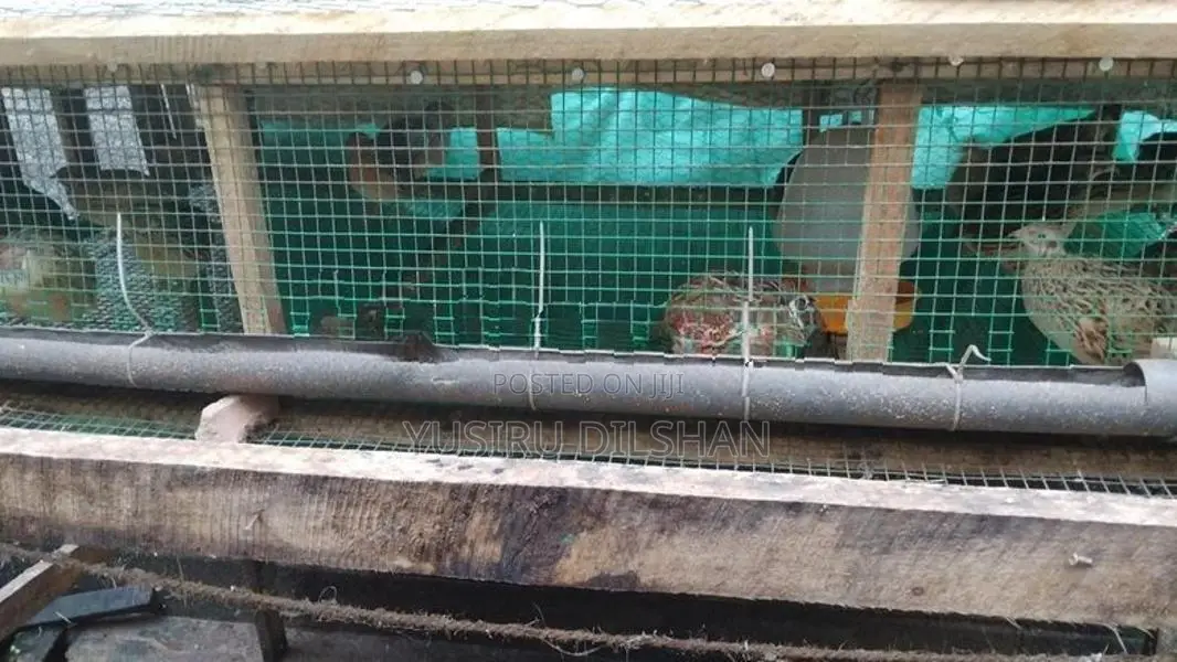 Quail Birds