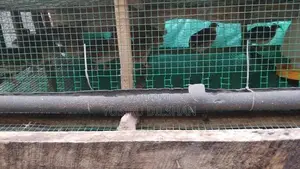 Quail Birds