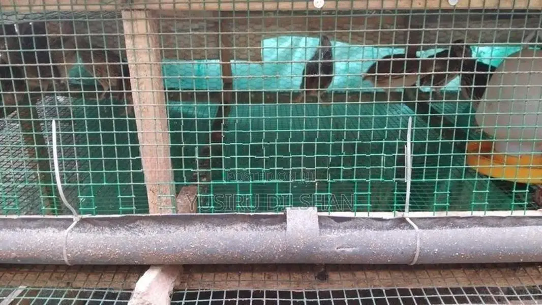 Quail Birds