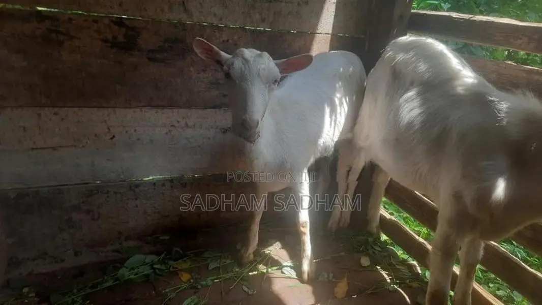 Farm Goat