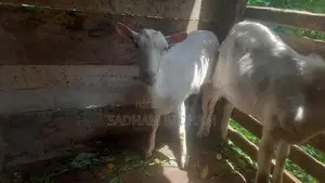 Farm Goat