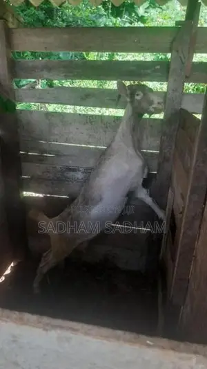 Farm Goat