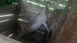 Farm Goat