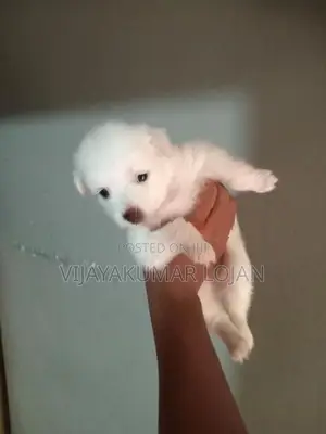 Pomanariyan Puppy
