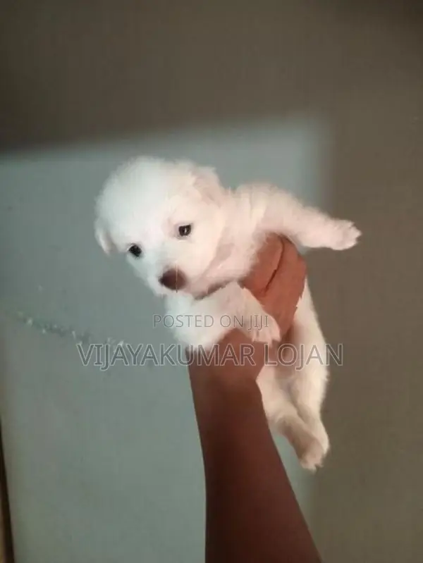 Pomanariyan Puppy